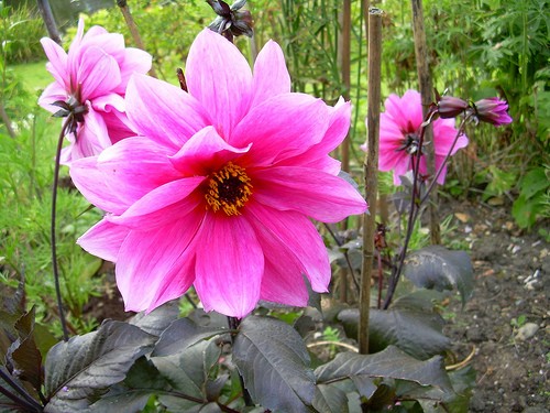 change management,change managers,change management training