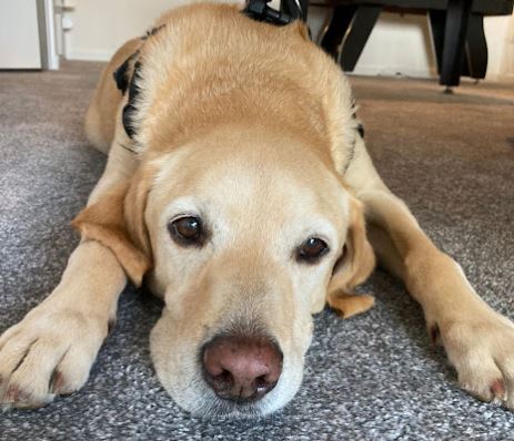 A Dog's Life and cognitive distortions