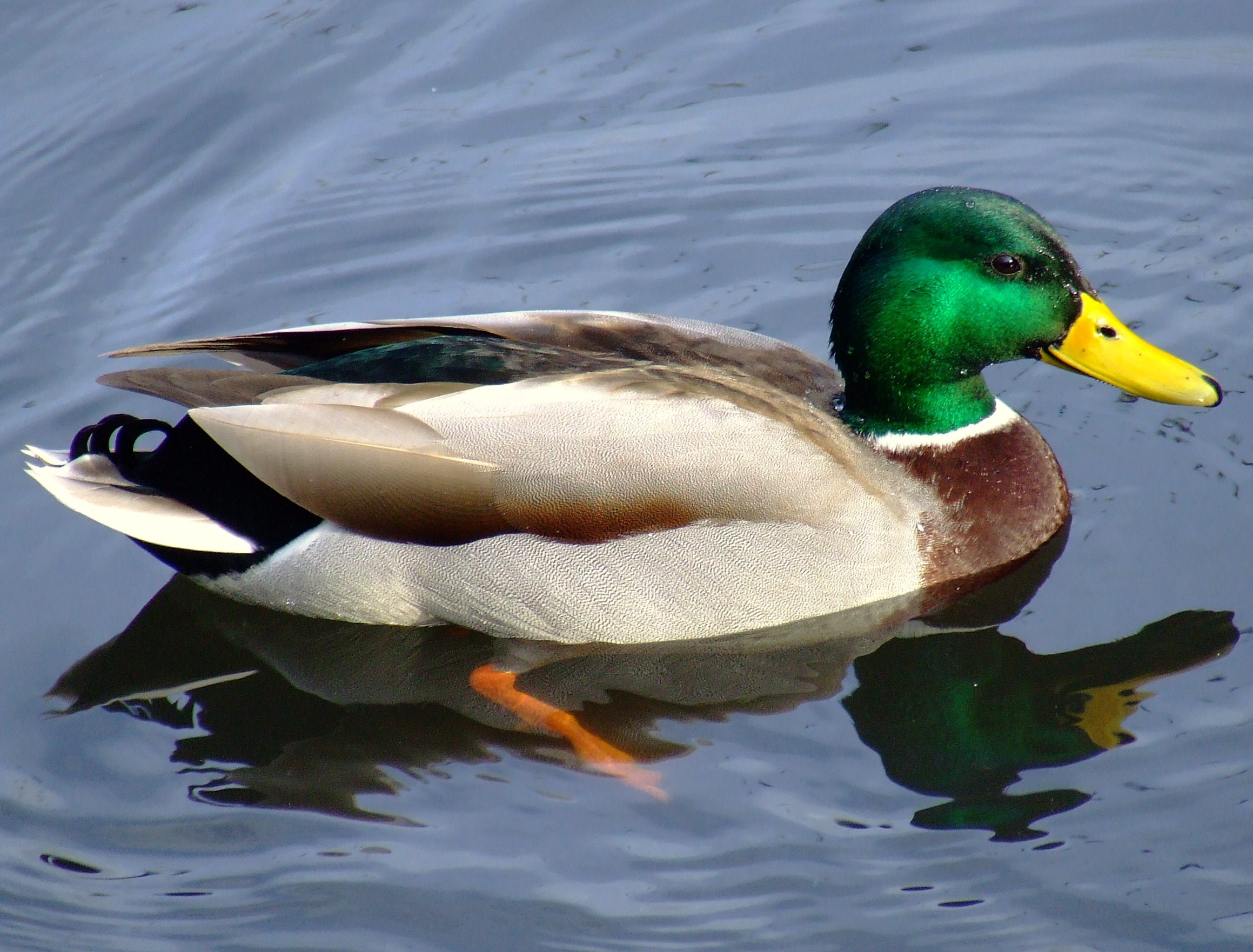The Duck Test. Photo of a duck.
