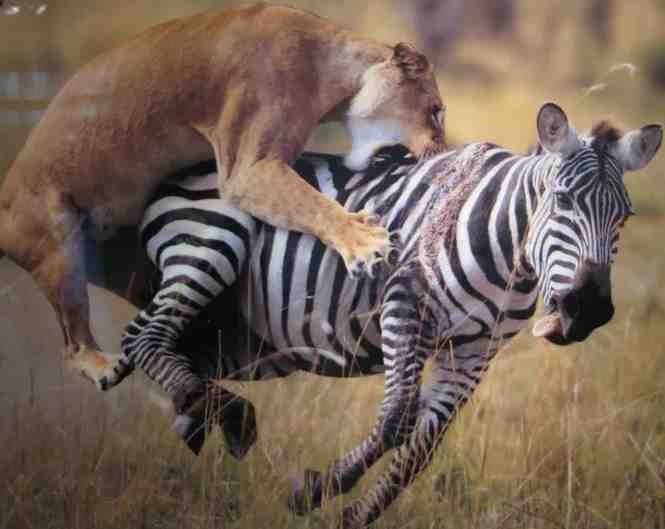 Beginners Mind And The Voice Of Experience. Only The Experts Survived Evolution. Picture of a Lion attacking a Zebra.