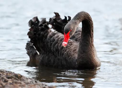 Black Swans. Events That Are Impossible To Predict, Rare and With Devastating Consequences. Picture.