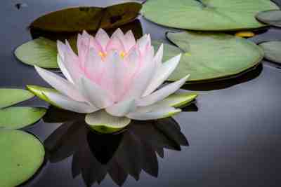 The Power Pause. Regain Your Balance And Manifest Your Intentions. A very simple but powerful technique developed and taught by John Harricharan. Picture of a Lotus Flower.