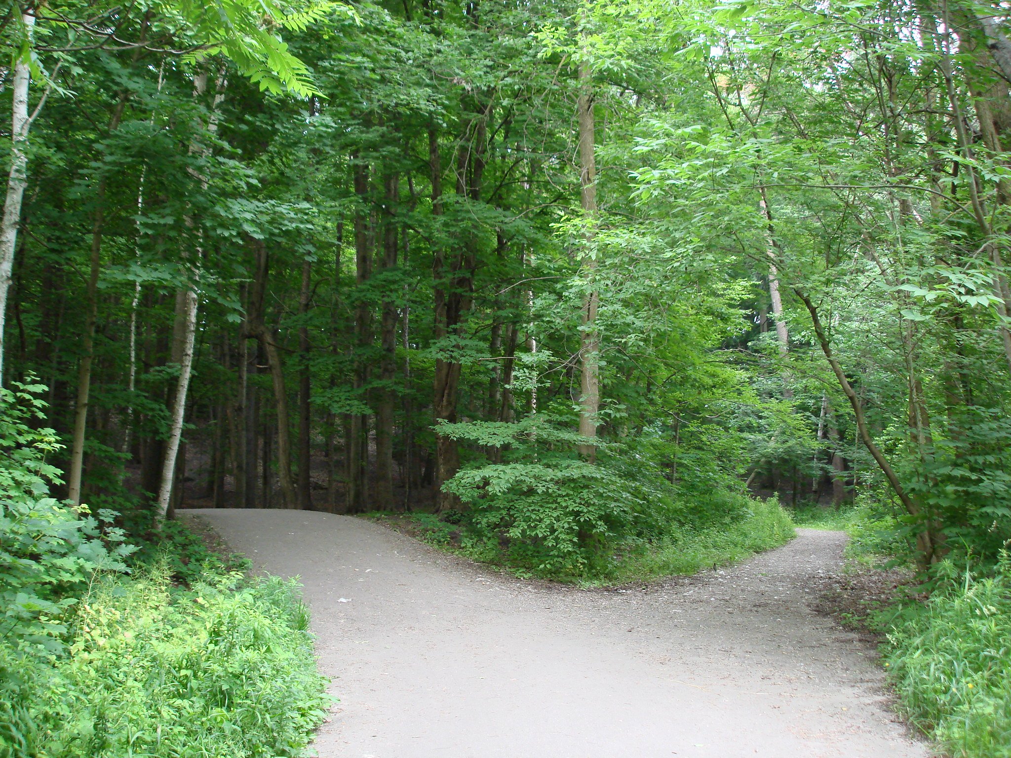 The Challenges Of The Road Less Traveled When Playing The Long Game. Picture of a road in a forest reaching a fork, and the right hand lane disappears off into the unknown.